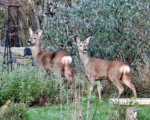 roe deer